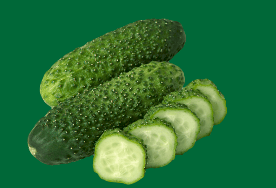 Several short, crunchy short-fruited cucumbers