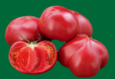 Close-up of a large red beef tomato