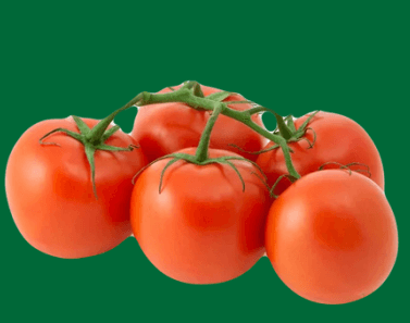 Red tomatoes still attached to the vine